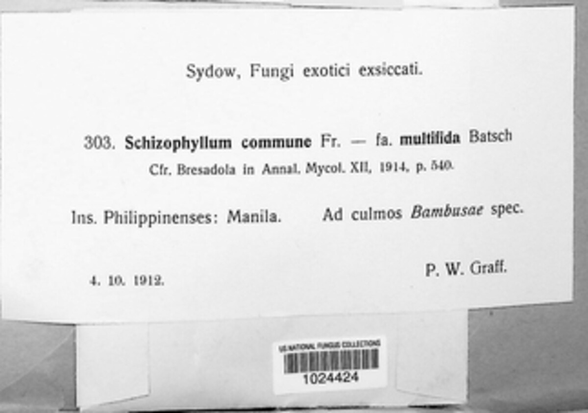 Schizophyllum commune image